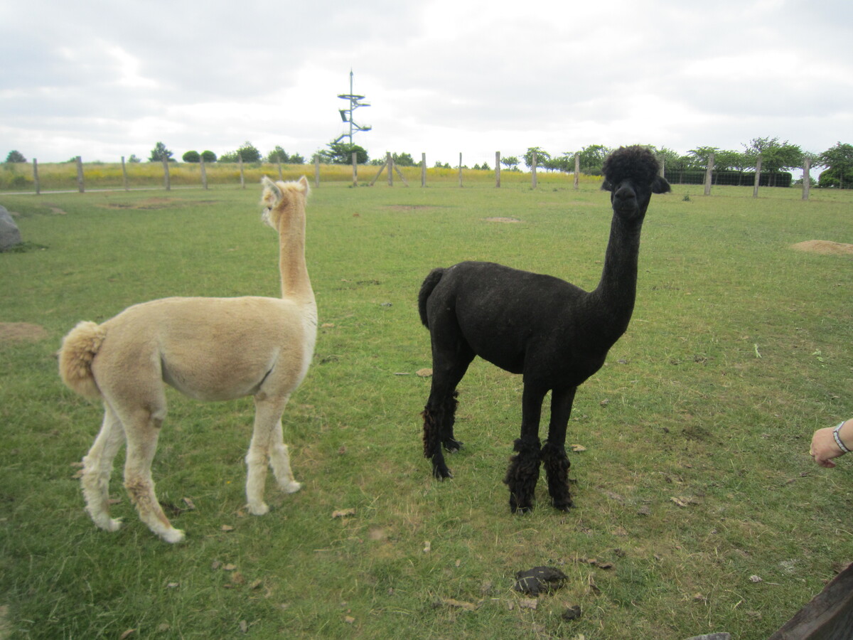 Tierpark Wismar Alpakas